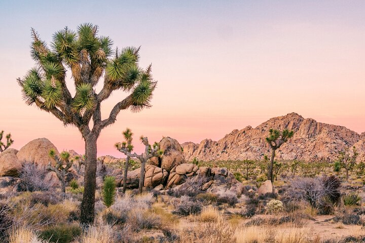 Joshua Tree National Park Self-Guided Driving Audio Tour - Photo 1 of 25